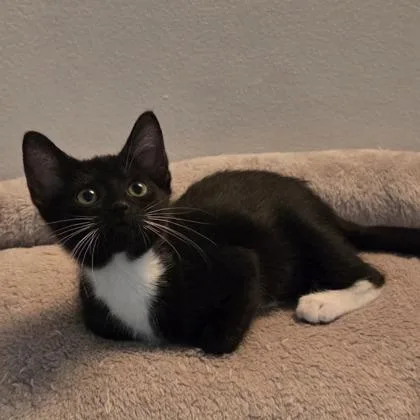 A baby small-sized female Domestic Short Hair cat named Drew for adoption in West Chester, PA