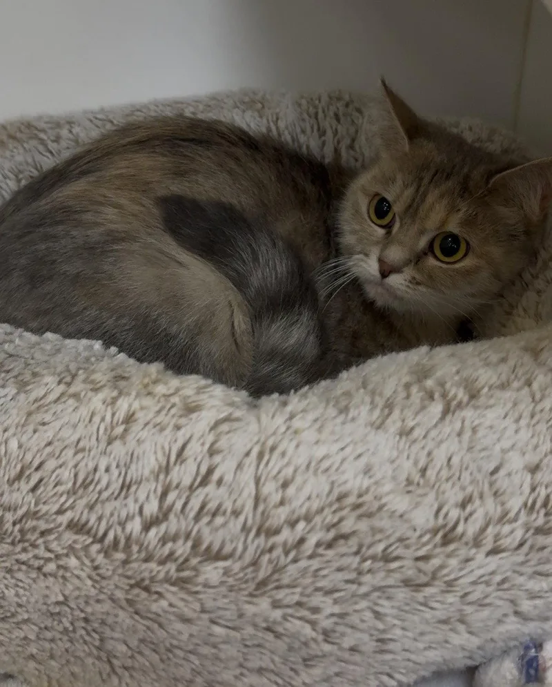 An adult medium-sized female Persian cat named Ellie for adoption in Cuyahoga Falls, OH