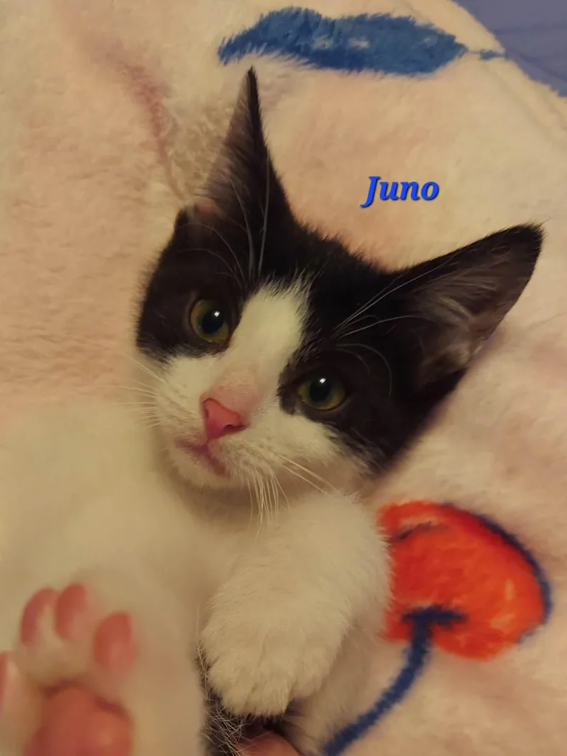 A baby medium-sized male Black & White / Tuxedo Domestic Short Hair cat named Juno for adoption in North Huntingdon, PA