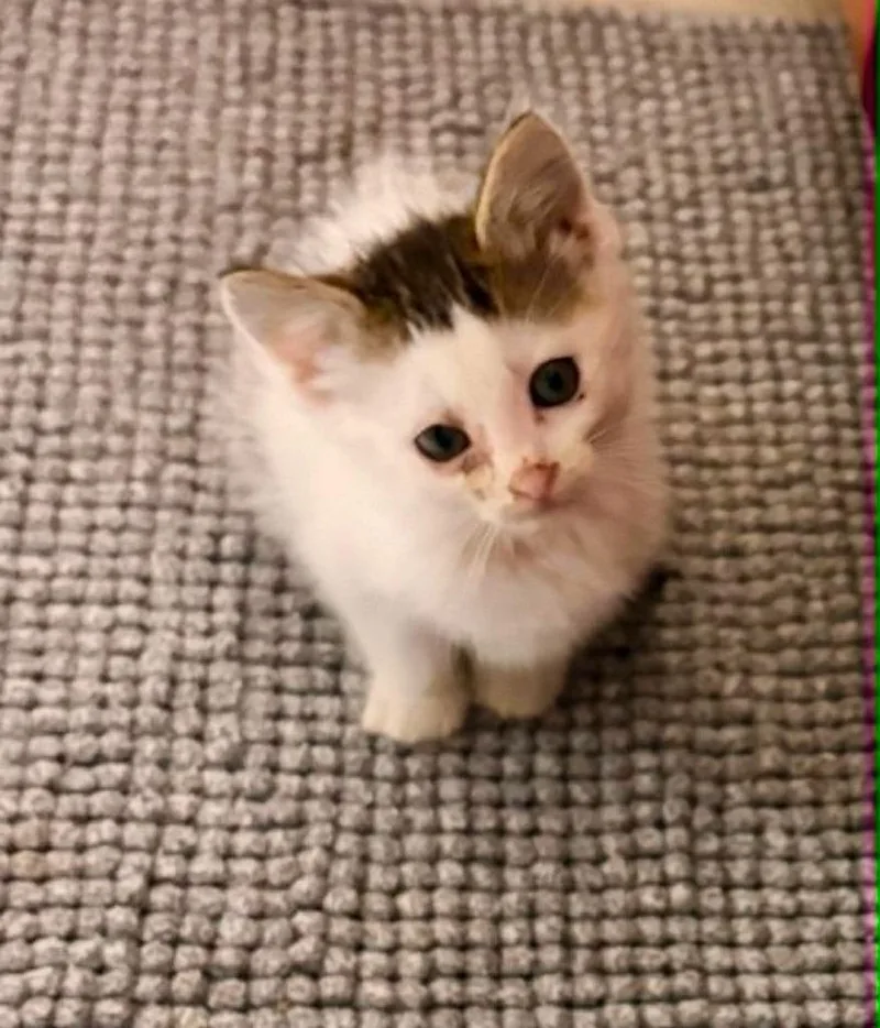 A baby small-sized female Domestic Short Hair cat named Kai for adoption in Urbandale, IA