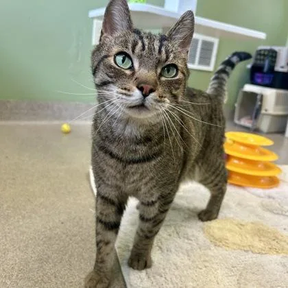 An adult medium-sized male Domestic Short Hair cat named Finnigan for adoption in East Montpelier, VT