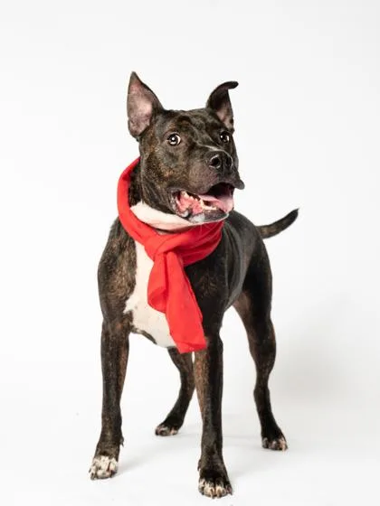 An adult medium-sized male Pit Bull Terrier dog named Lenny for adoption in Atlanta, GA