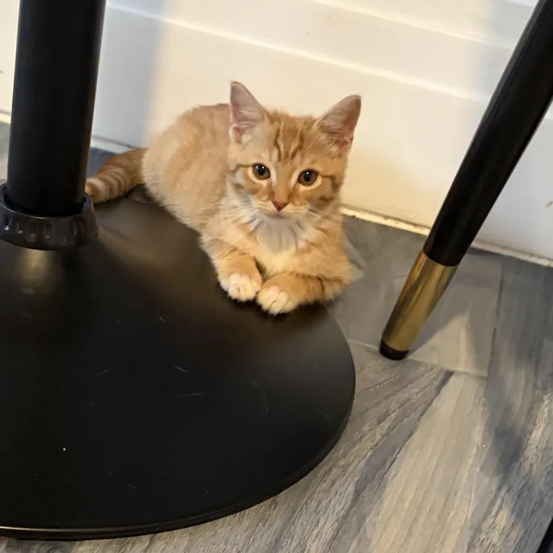 A baby medium-sized male Orange / Red Domestic Short Hair cat named Vito for adoption in Monroe, NC