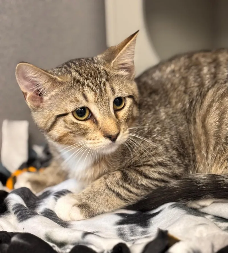 A baby medium-sized female Gray / Blue / Silver Domestic Short Hair cat named Beck for adoption in Batavia, NY