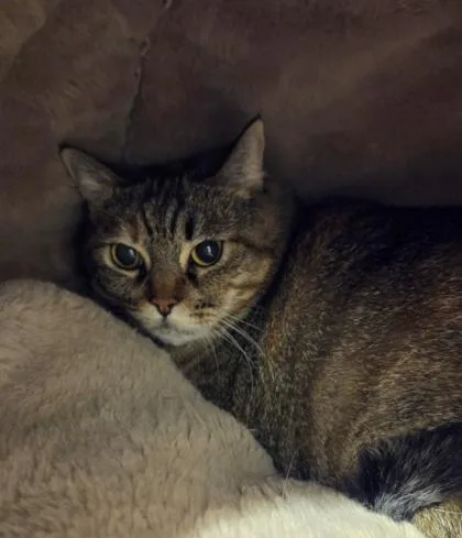 A senior small-sized female Domestic Short Hair cat named Pumpkin for adoption in Bellevue, WA