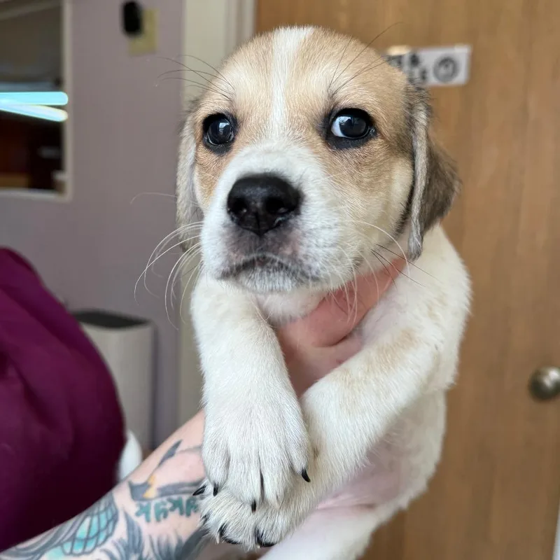 A baby medium-sized male Brown / Chocolate Cattle Dog dog named Bernie for adoption in Madison, WI
