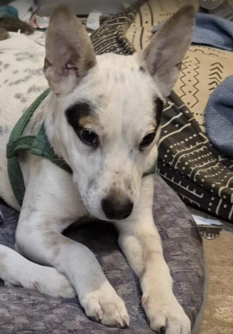 A baby medium-sized male White / Cream Cattle Dog dog named French Toast for adoption in Moyock, NC