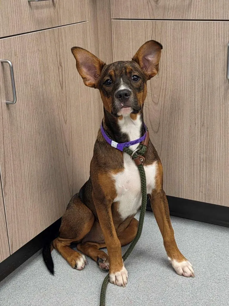 A baby medium-sized female Pit Bull Terrier dog named Gadget Hackwrench for adoption in Chillicothe, OH