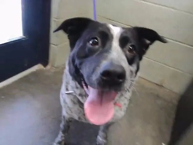 An adult large-sized female Australian Cattle Dog / Blue Heeler dog named Panda for adoption in Tulsa, OK