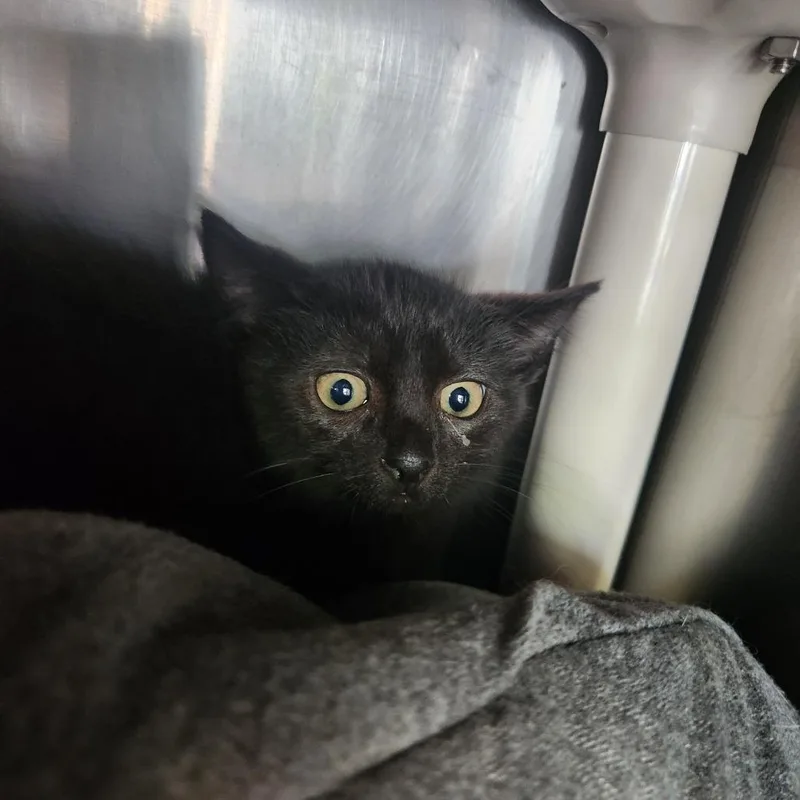 A baby small-sized male Black Domestic Short Hair cat named Piglet for adoption in Brockton, MA