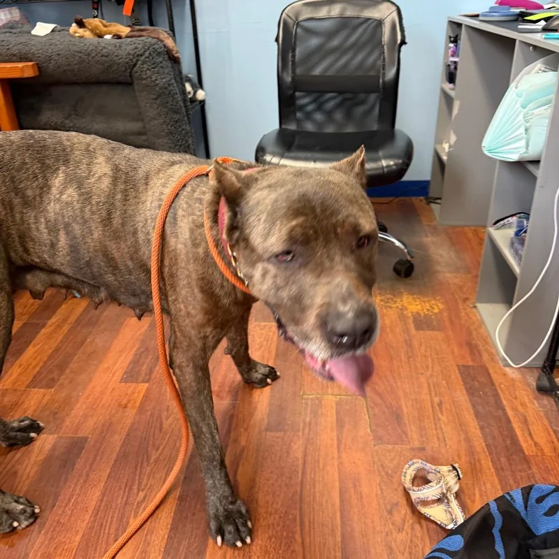An adult large-sized female Brindle Cane Corso dog named Moochie for adoption in Wahiawa, HI