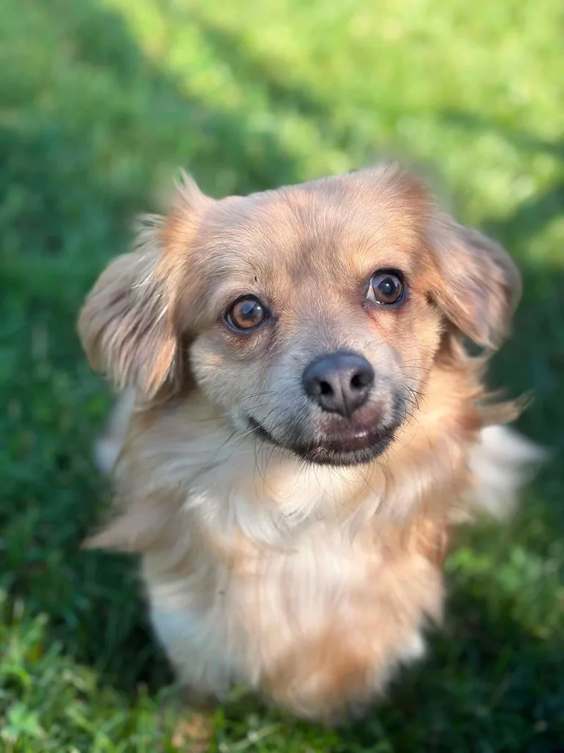 A young medium-sized male Chihuahua dog named Stitch for adoption in Fort Wayne, IN