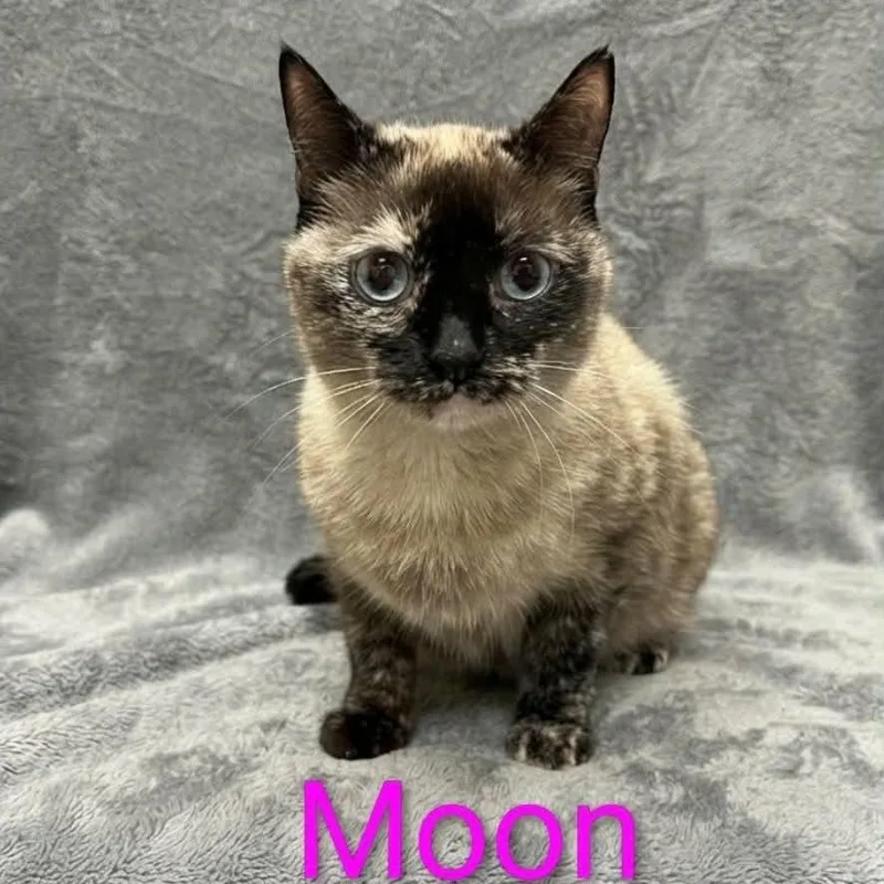 Moon