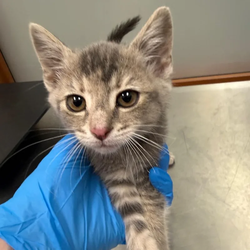 A baby small-sized female Gray / Blue / Silver Domestic Short Hair cat named Ulani for adoption in Upland, CA