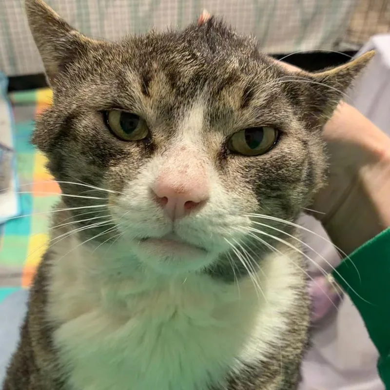 An adult small-sized male Brown / Chocolate Domestic Short Hair cat named Thomas for adoption in Abingdon, MD