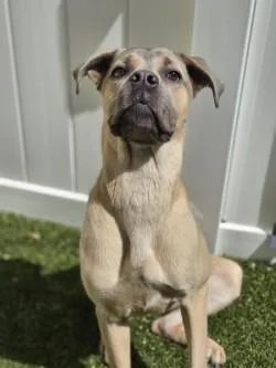 An adult large-sized female Mixed Breed dog named Sable for adoption in Savannah, GA