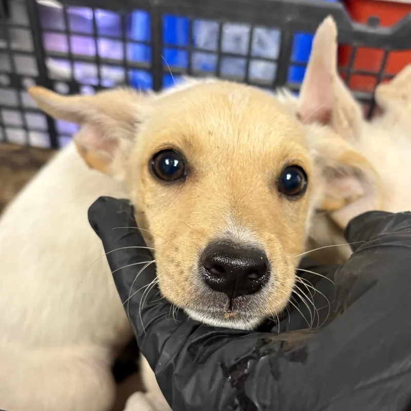 A baby small-sized male Yellow / Tan / Blond / Fawn Chihuahua dog named Hummer for adoption in Yuma, AZ