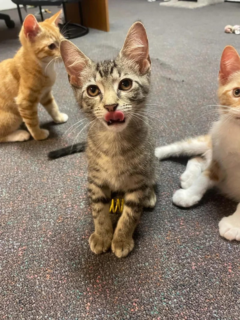 A young medium-sized male Tabby (Brown / Chocolate) Domestic Short Hair cat named Baytril for adoption in Penfield, NY