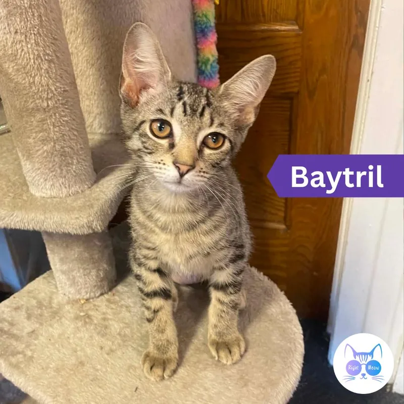 Baytril thumbnail 4