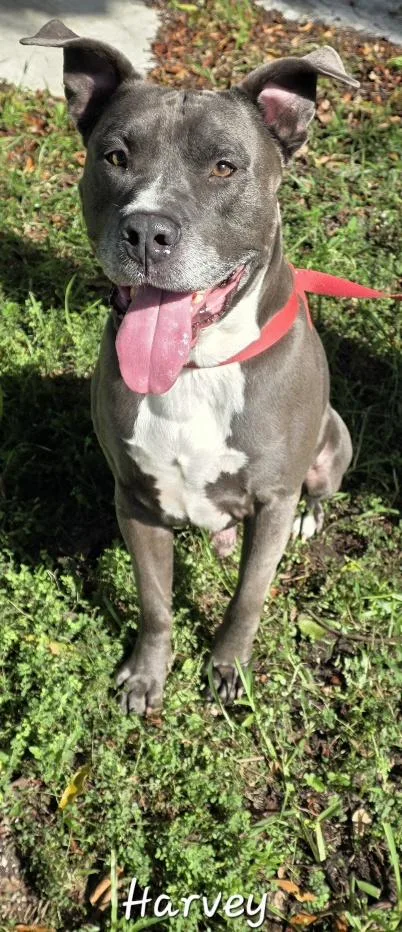 An adult large-sized male American Bulldog dog named Harvey for adoption in Key Largo, FL