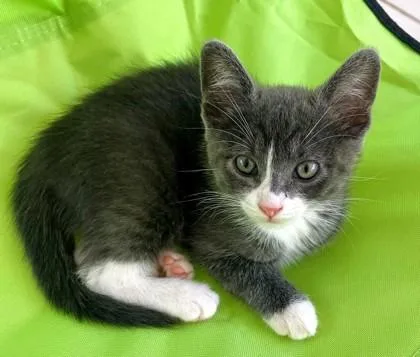 A baby small-sized female Gray / Blue / Silver Domestic Short Hair cat named Allie for adoption in Kansas City, MO