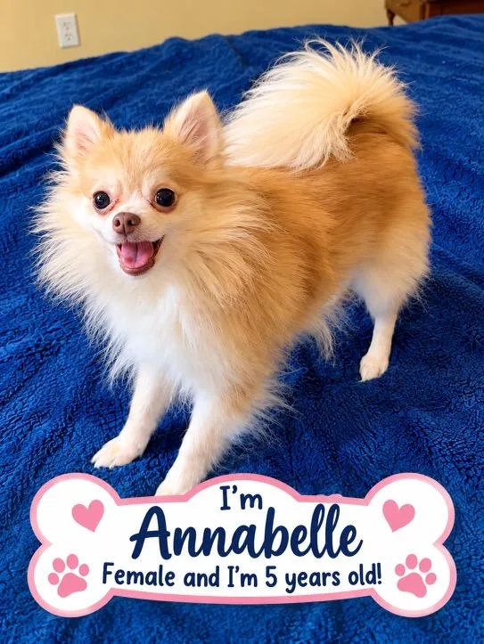 An adult small-sized female Chihuahua dog named Annabelle for adoption in Westport, CT