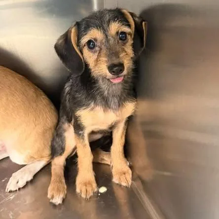 A baby small-sized female Terrier dog named Ruby for adoption in Bastrop, TX