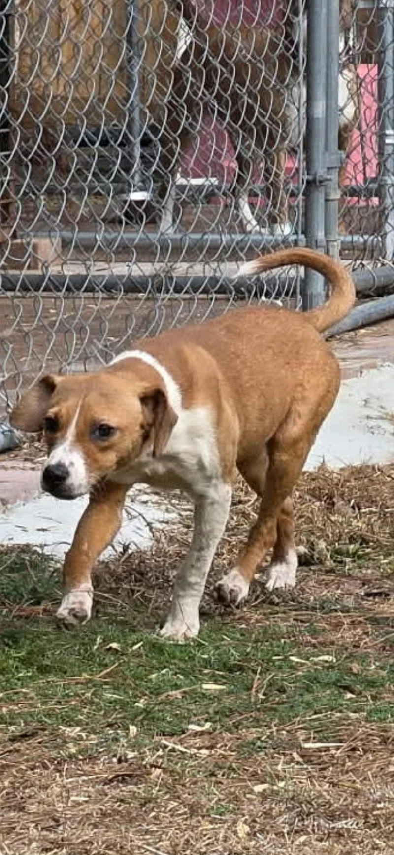 A young small-sized female Beagle dog named Esther for adoption in Brooksville, FL