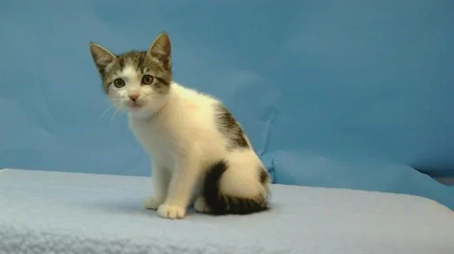 A baby small-sized female Domestic Medium Hair cat named Margo for adoption in Gardena, CA