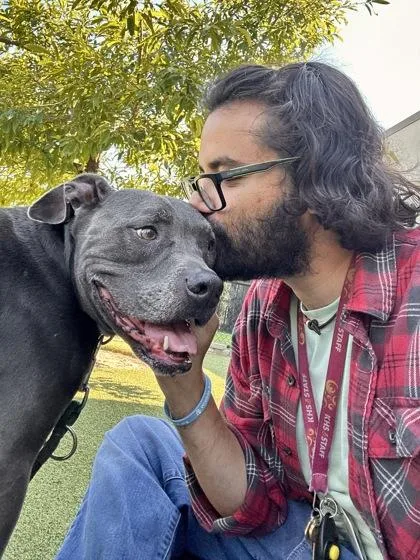 An adult large-sized male Gray / Blue / Silver Mixed Breed dog named Cash for adoption in Wichita, KS
