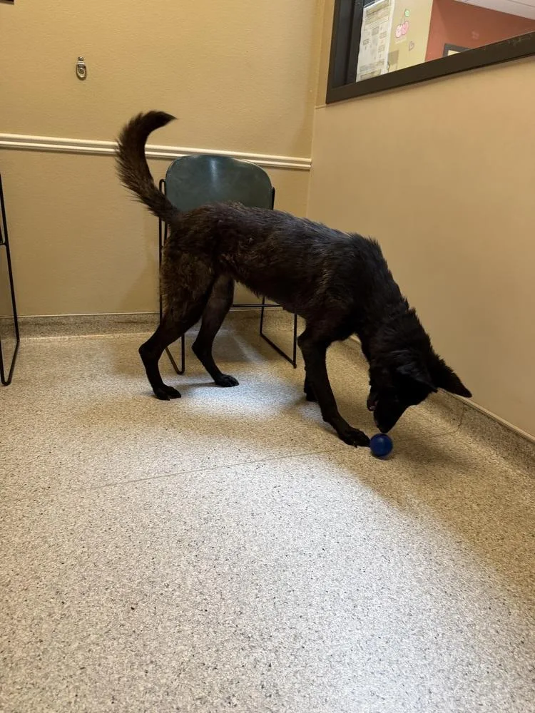 An adult medium-sized female Belgian Shepherd / Malinois dog named Tala located in CA for adoption in Imlay City, MI