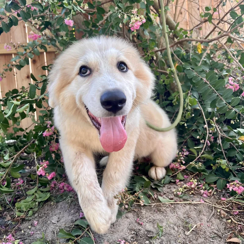 A baby large-sized male White / Cream Great Pyrenees dog named Tapas for adoption in Spring, TX
