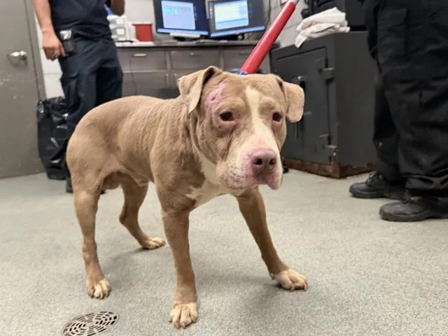 An adult large-sized male Pit Bull Terrier dog named Philip for adoption in Dallas, TX