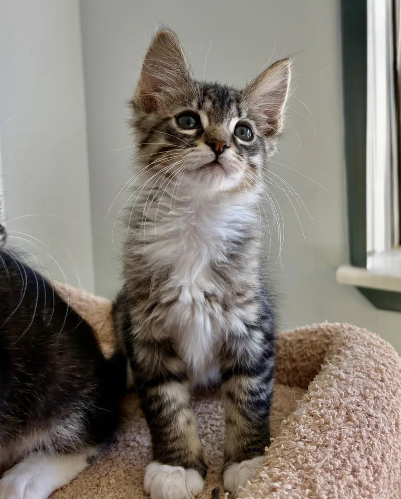 A baby small-sized male Tabby (Gray / Blue / Silver) Domestic Medium Hair cat named Seabass for adoption in Oracle, AZ