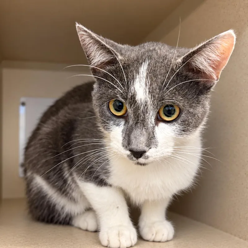 A baby medium-sized male Gray / Blue / Silver Domestic Short Hair cat named Blueberry for adoption in Gloucester, VA