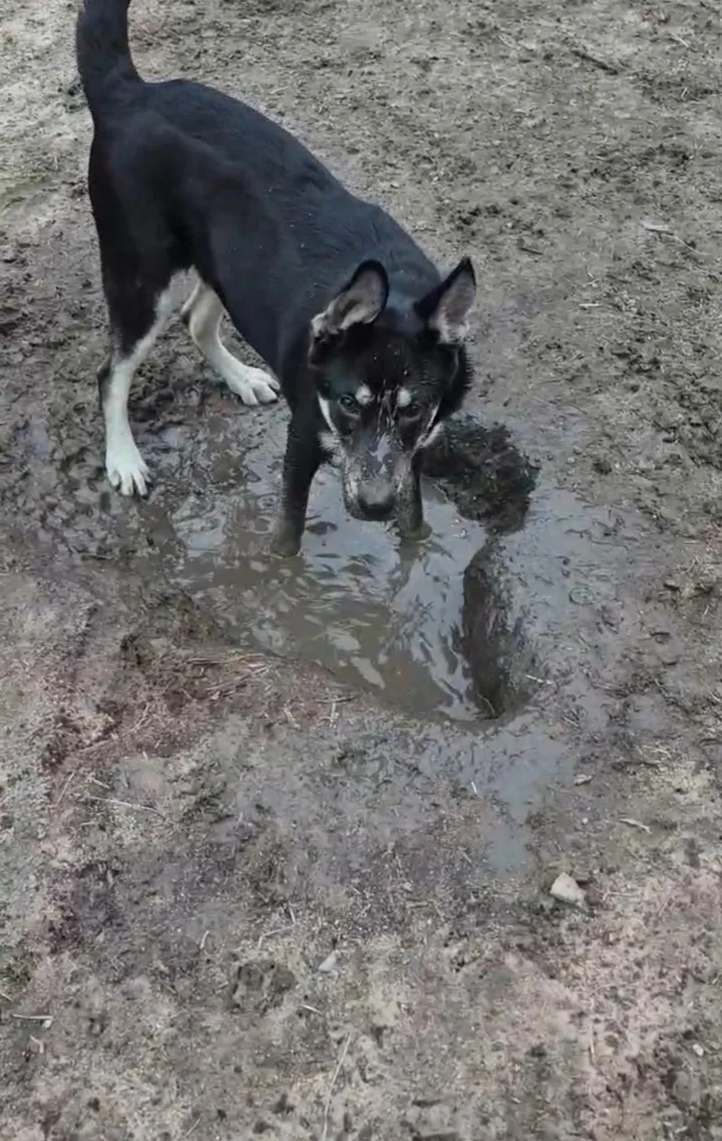 A young medium-sized male Bicolor Husky dog named Scout "Scoutie Pie" for adoption in Houston, TX