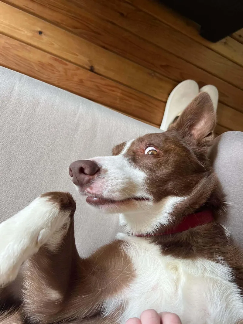An adult medium-sized male Red / Chestnut / Orange Border Collie dog named Courtesy listing Pippin for adoption in Bend, OR