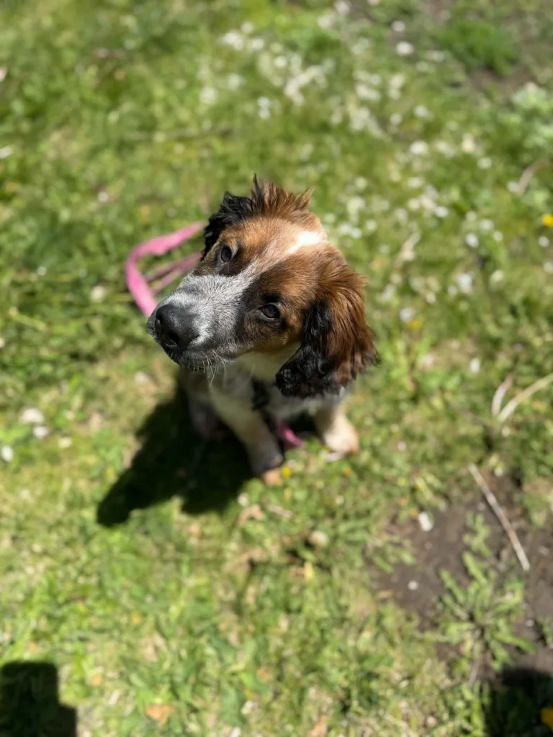 A baby medium-sized male Bicolor Spaniel dog named Riggs for adoption in Dysart, IA