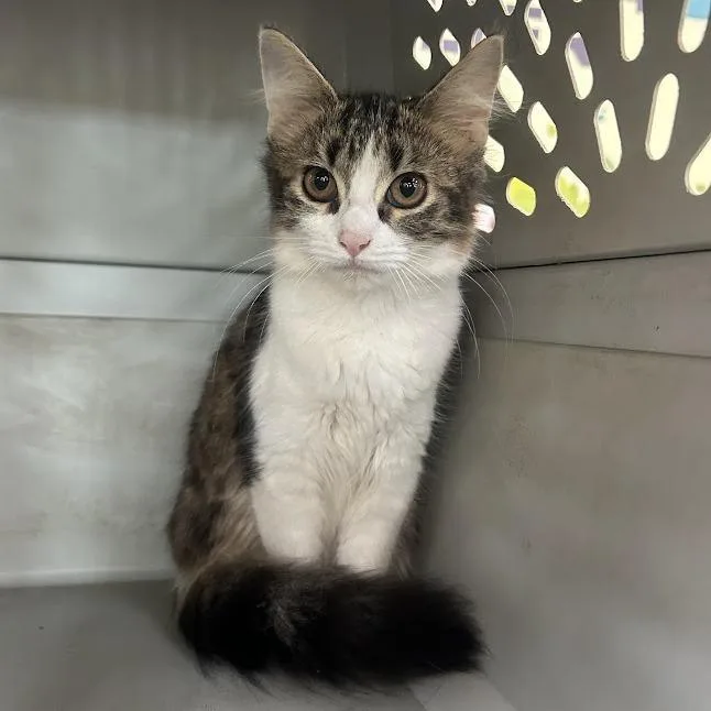 A young medium-sized female Domestic Medium Hair cat named Copyright for adoption in Verona, VA
