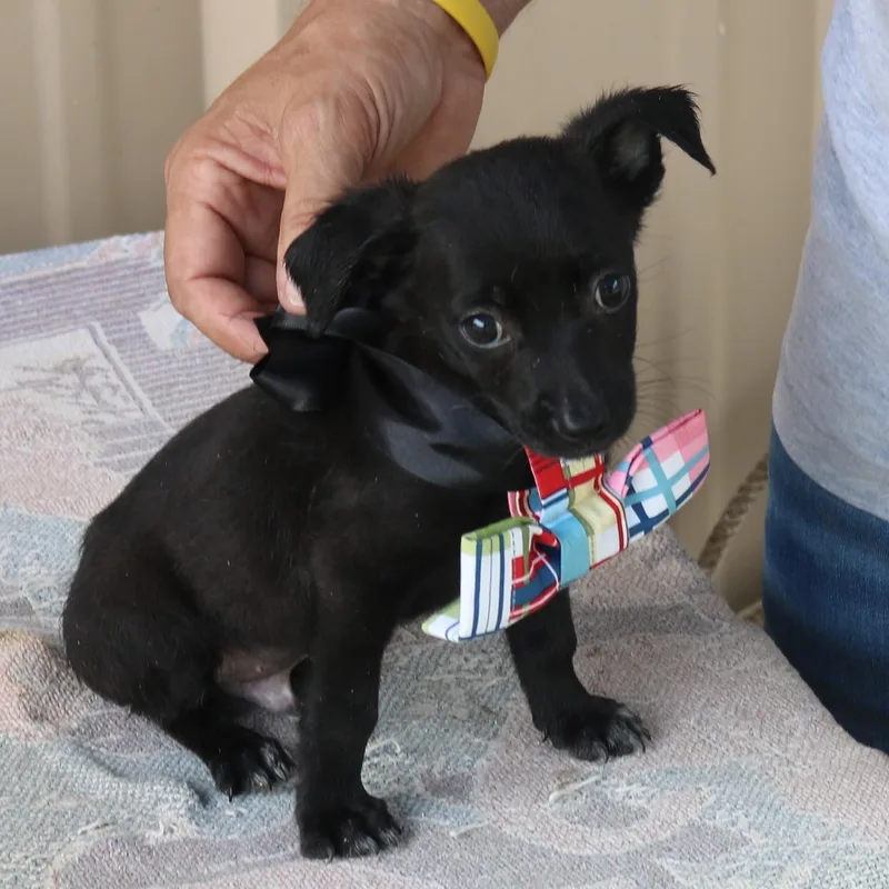 A baby small-sized male Black Cairn Terrier dog named Willy for adoption in Bandera, TX