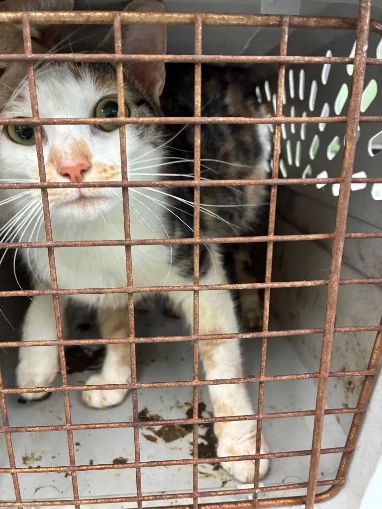 A young large-sized female Domestic Short Hair cat named Coconut for adoption in Oxford, NC
