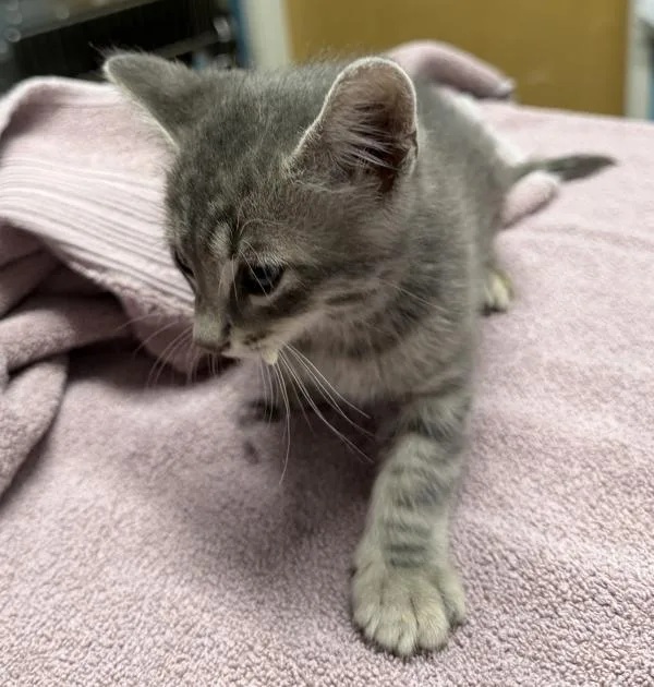 A baby medium-sized male Domestic Short Hair cat named Meenie for adoption in Escondido, CA