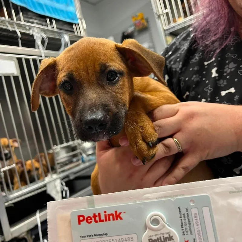 A baby small-sized female Yellow / Tan / Blond / Fawn Mixed Breed dog named Bubbles for adoption in Edwardsville, IL