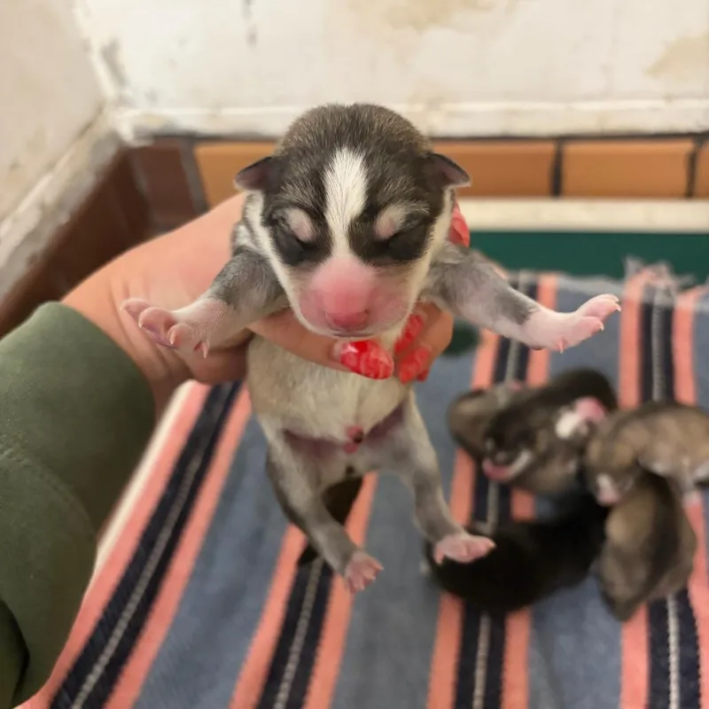 A baby small-sized male Gray / Blue / Silver Husky dog named Finn D for adoption in Princeton, MN