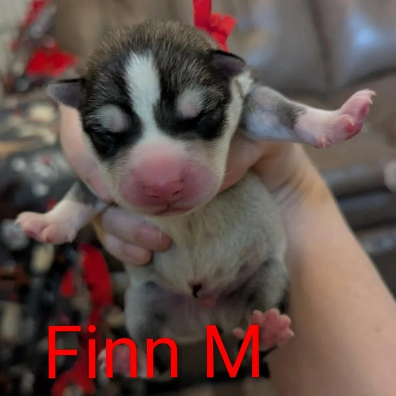 Finn D thumbnail 3