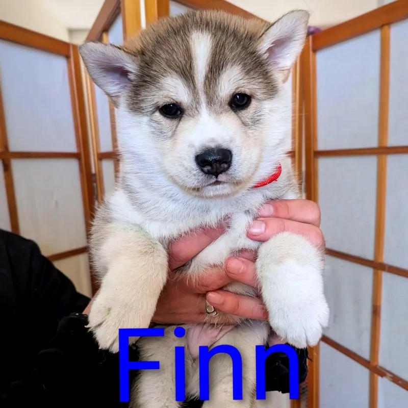 Finn D thumbnail 4