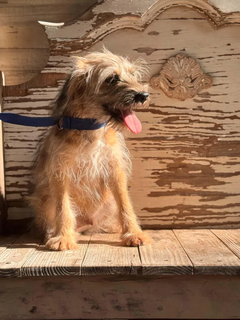 A baby small-sized male Terrier dog named Fargo for adoption in Gainesville, VA