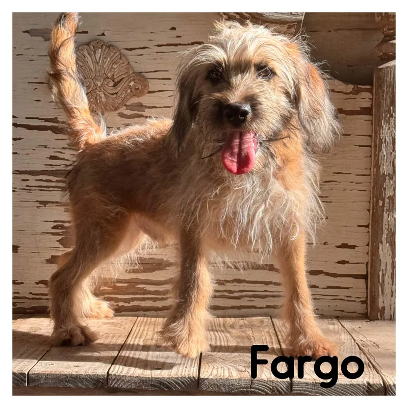 Fargo thumbnail 2