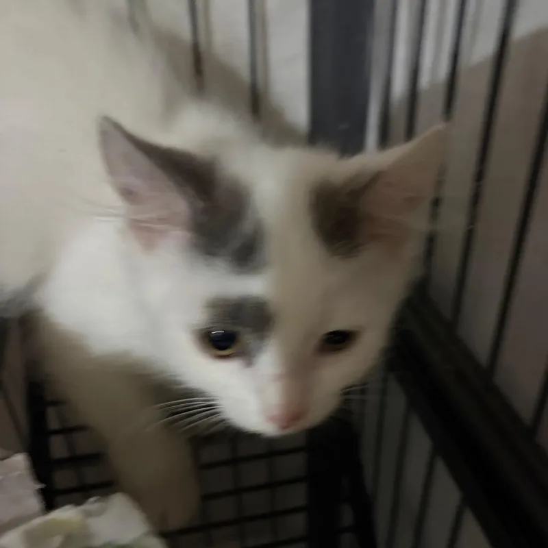 A baby small-sized male White Domestic Medium Hair cat named Casper for adoption in Waldorf, MD