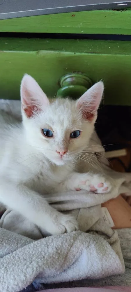 Savannah thumbnail 3